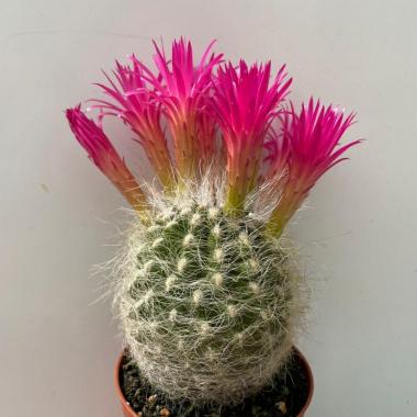 Neoporteria gerocephala